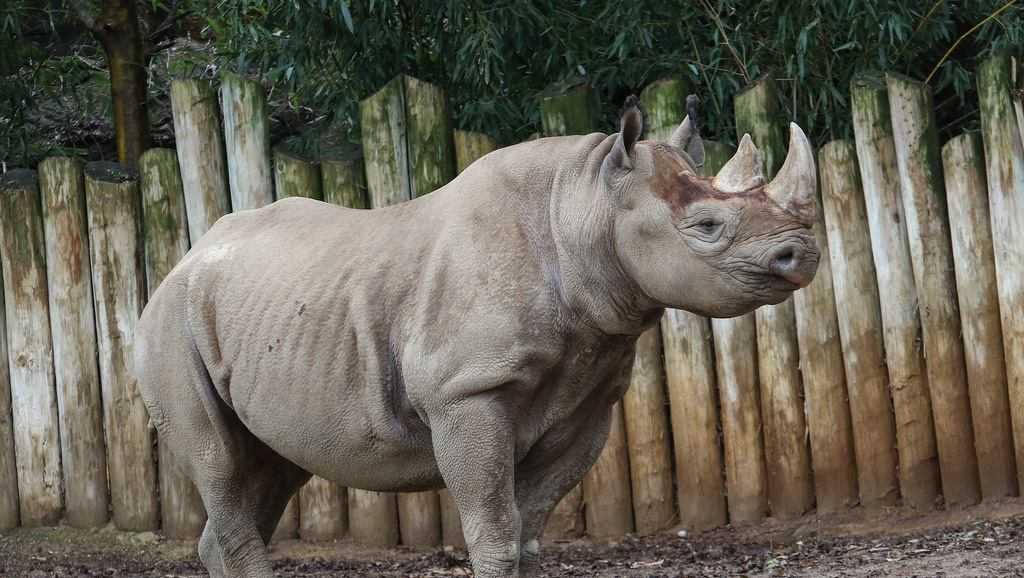 Rhinoceros baby due at the Cincinnati Zoo this summer - WLWT Cincinnati