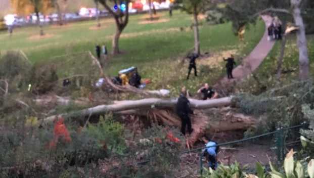 several people injured after large tree falls wedding party whittier park several people injured after large tree falls wedding party whittier park