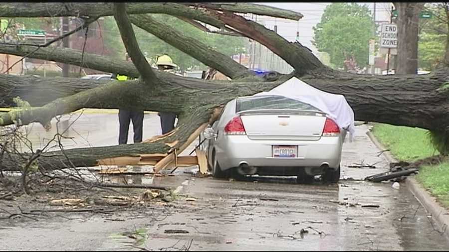 City Tree Fell On My Car City Tree Fell On My Car