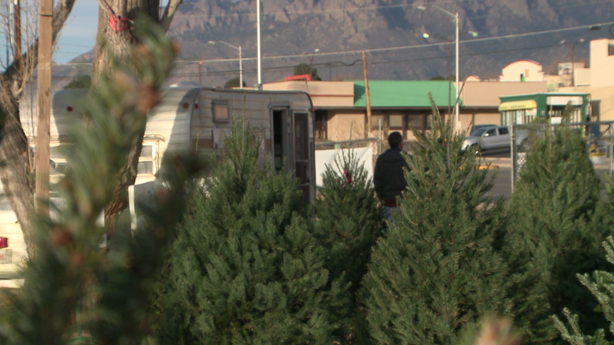boy scouts plan to give away christmas trees they were selling boy scouts plan to give away christmas trees they were selling