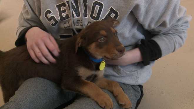 wisconsin humane society available dogs all kinds of puppies available at wisconsin humane society wisconsin humane society available dogs all kinds of puppies available at wisconsin humane society