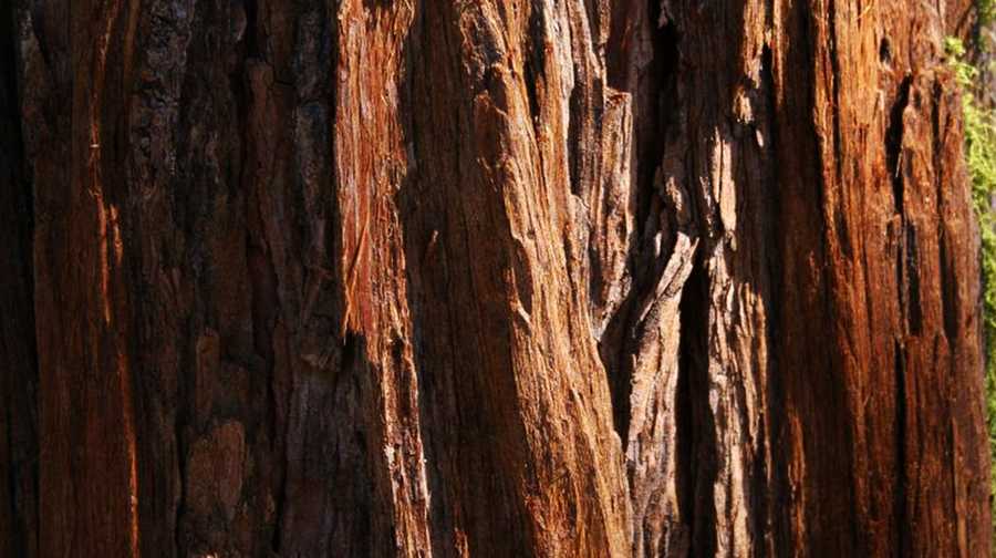 Officials: Drought kills 102 million trees in California 24863270-24863270.jpg?crop=0.920xw:1.00xh;0