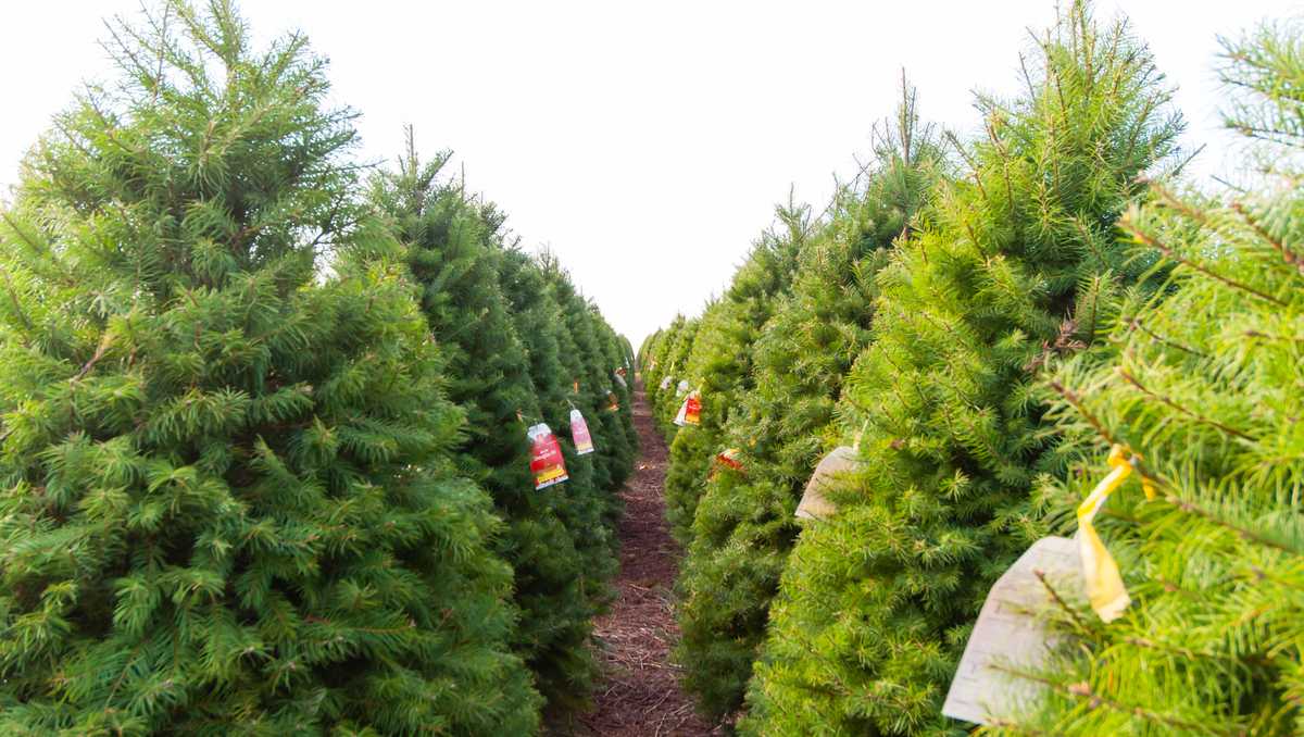 baltimore county to begin collecting live christmas trees baltimore county to begin collecting live christmas trees