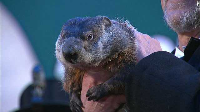 groundhog day accuracy how often is punxsutawney phil s groundhog day prediction groundhog day accuracy how often is punxsutawney phil s groundhog day prediction
