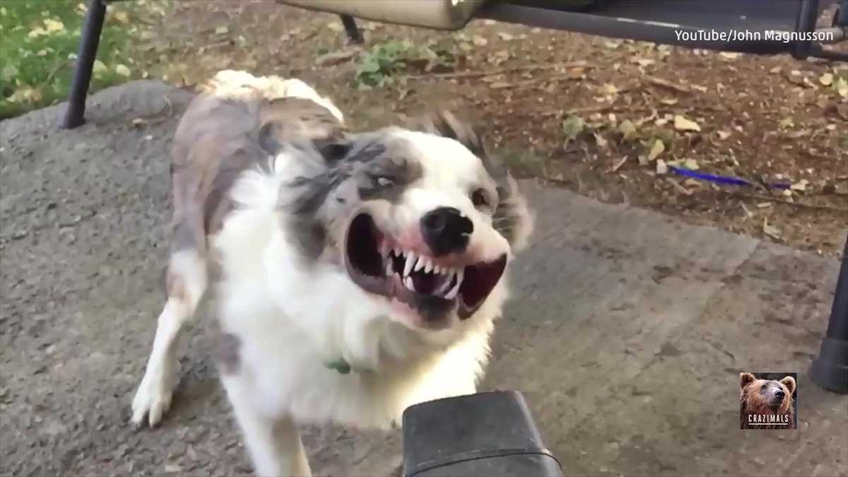 Dog vs. Leaf Blower