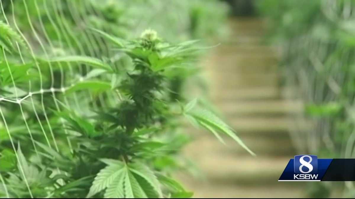 Monterey County could rival the 'Emerald Triangle'