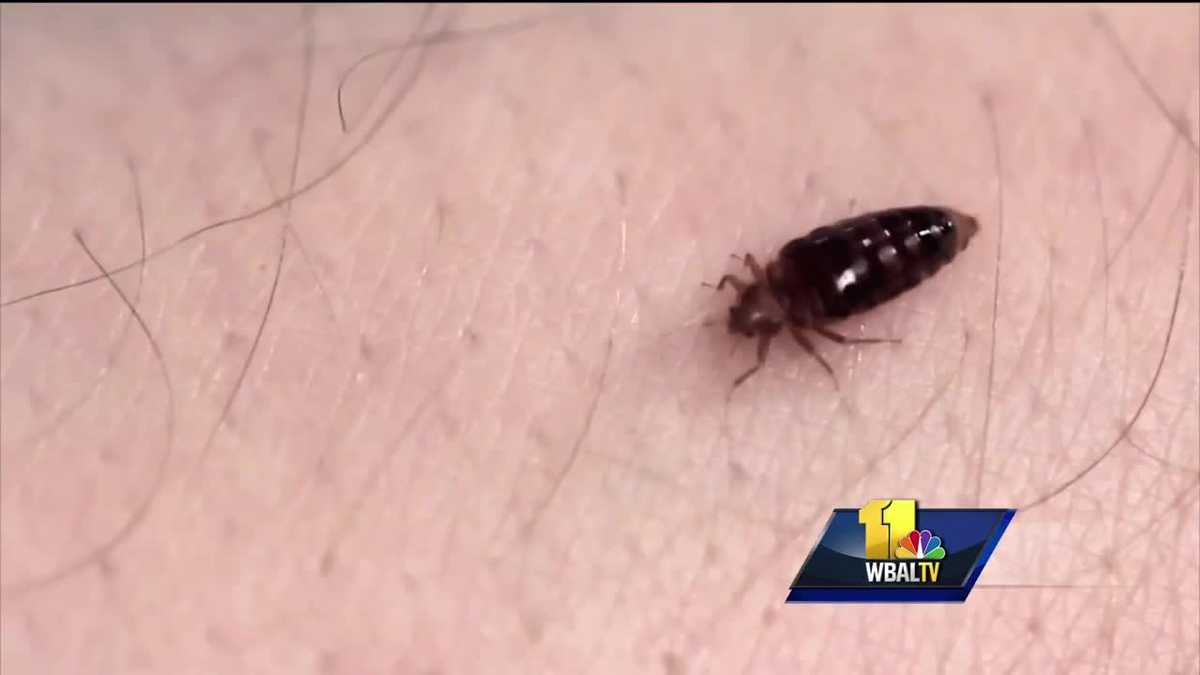 Video: Baltimore ranked top bed bug city in US - WBAL Baltimore