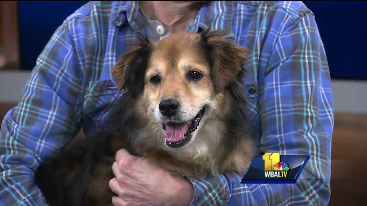 how do dogs communicate pet questions how do dogs communicate how do dogs communicate pet questions how do dogs communicate