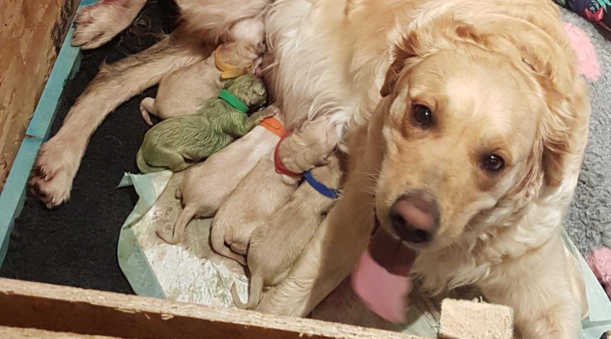 This Golden Retriever gave birth to a rare green puppy