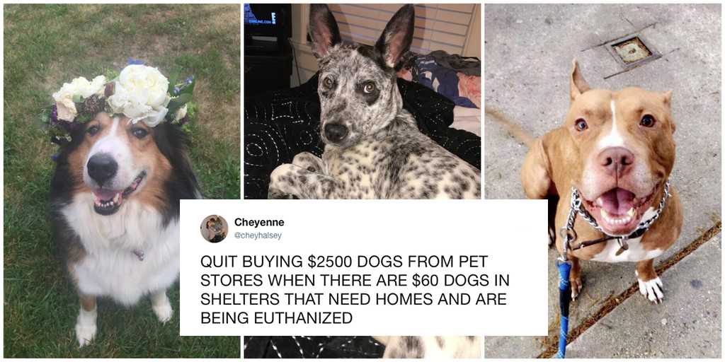 This tweet is inspiring pet owners to share their incredible adoption stories