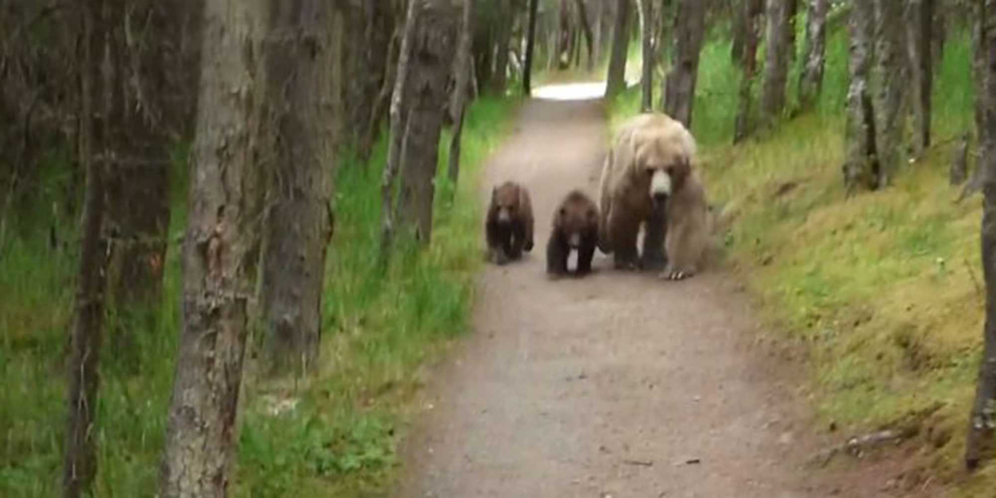 A mama grizzly bear and her cubs followed this hiker—and he recorded the whole thing