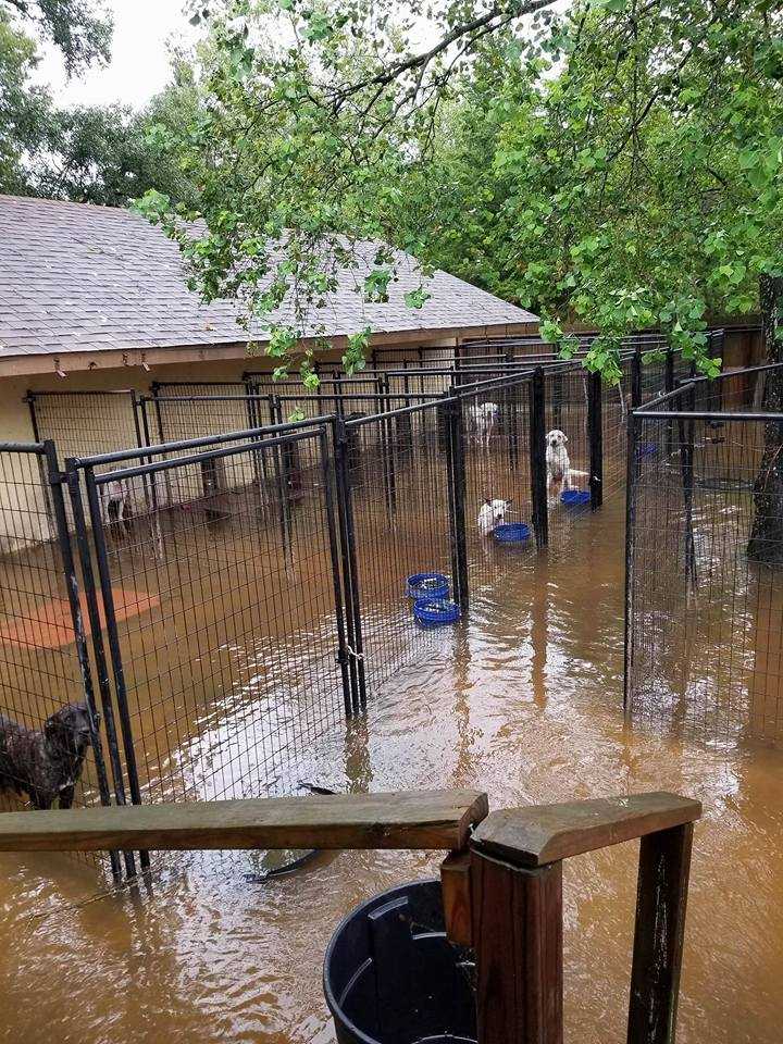 9 of the sweetest animal rescues from Hurricane Harvey
