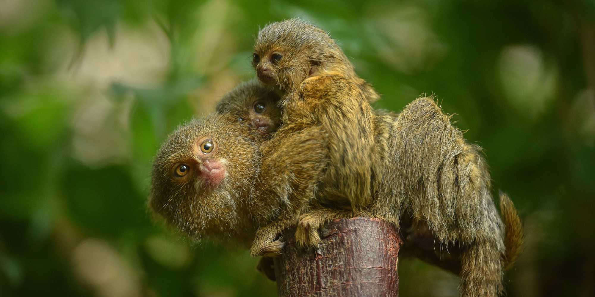 The world's smallest monkey just gave birth to cutest twins ever