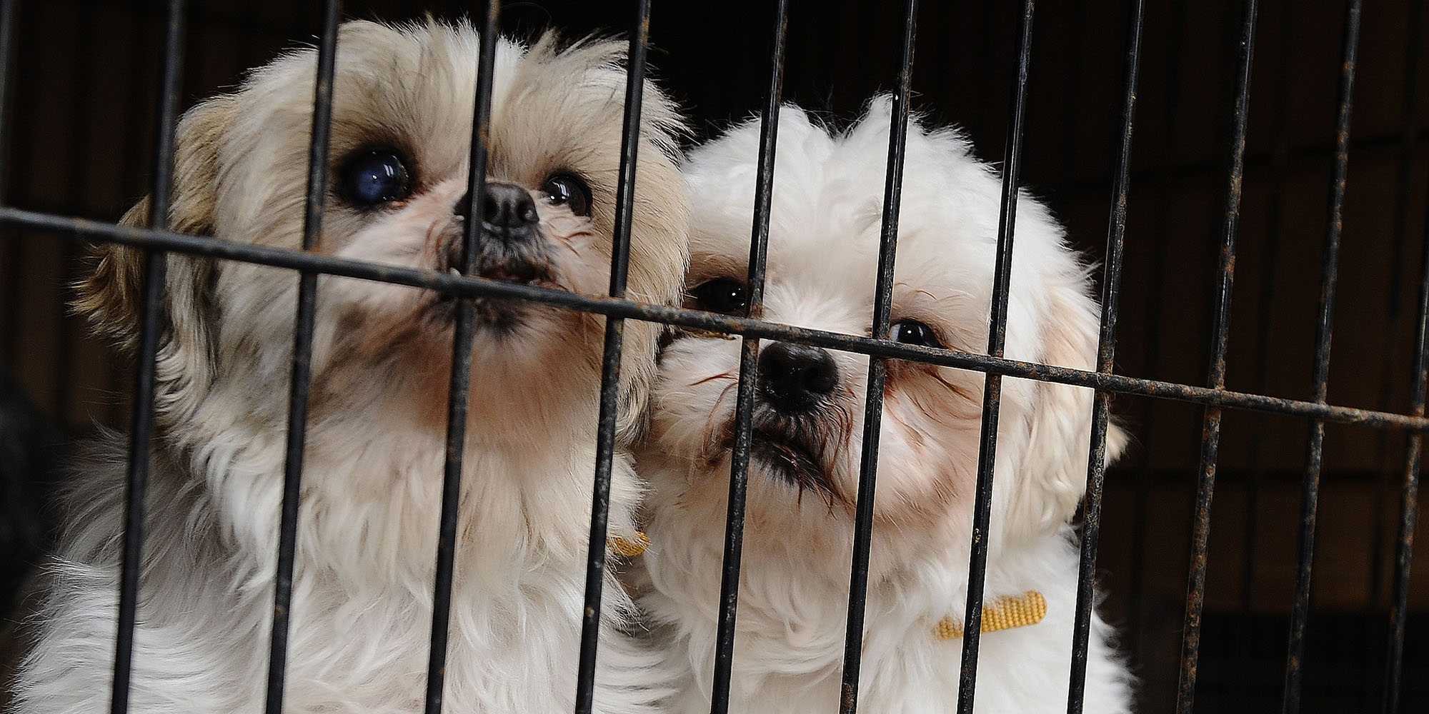 Dog lovers rejoice! California could be the first state to ban puppy mills