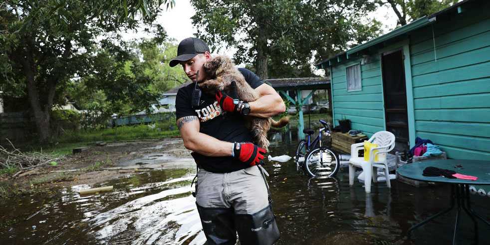 Pets displaced during Hurricane Harvey are at risk of being euthanized