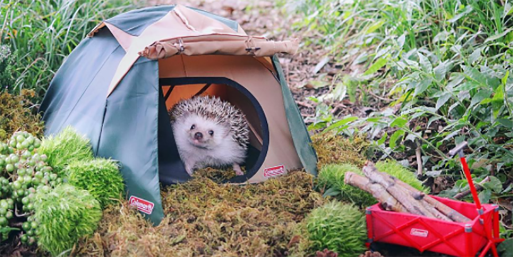 These photos of a hedgehog going camping are too cute