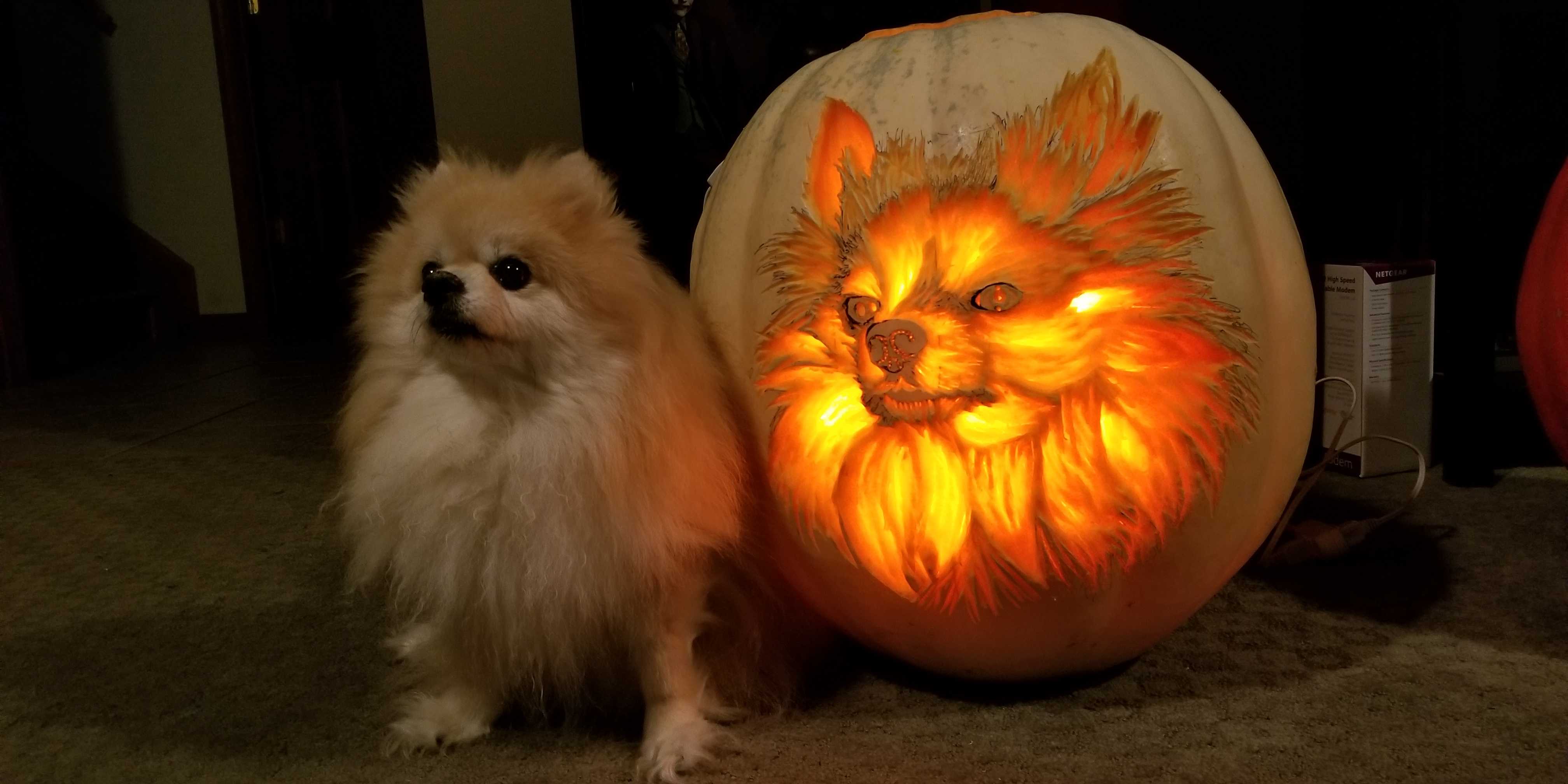 Dog-o'-lanterns are going to be huge this Halloween