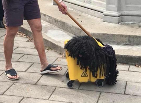 This dog who dressed up as a mop just won Halloween
