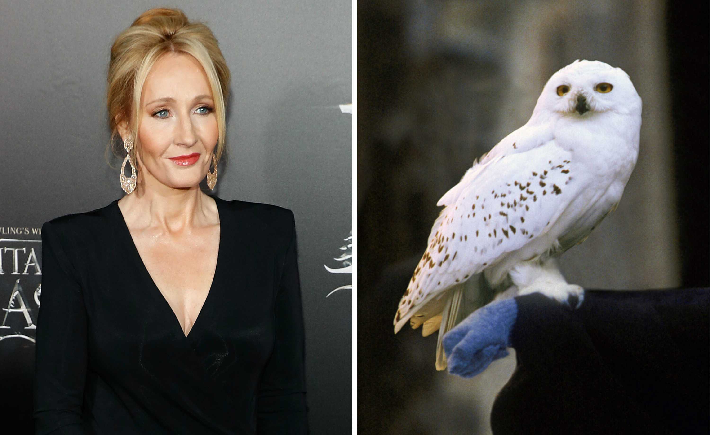 JK Rowling tells Potter fans not to keep owls as pets after 'disturbing' story
