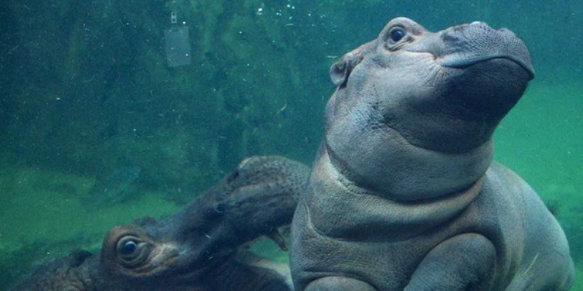 Fiona the Hippo is getting her own show