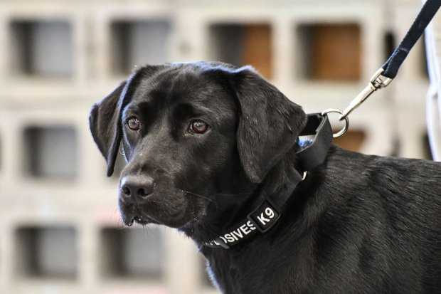 A CIA bomb sniffing dog was fired because she didn't like sniffing bombs anymore