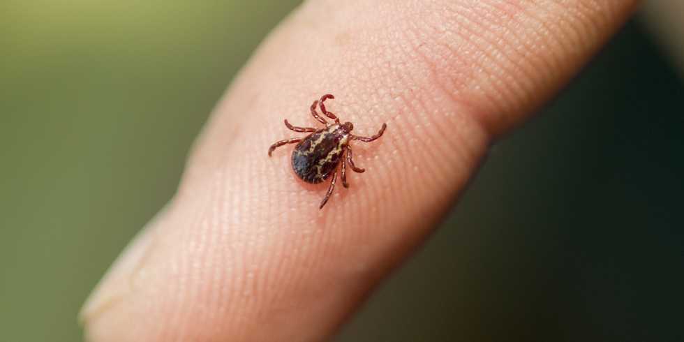 Scientists are developing a new shot that protects against Lyme Disease