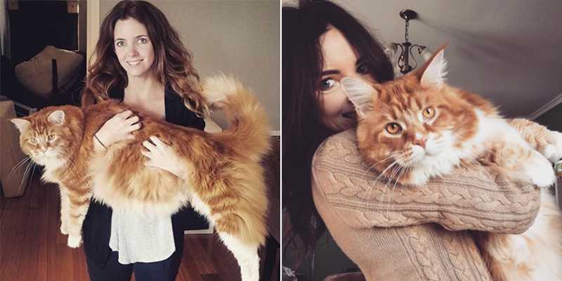 This giant Maine Coon might be the longest cat in the world
