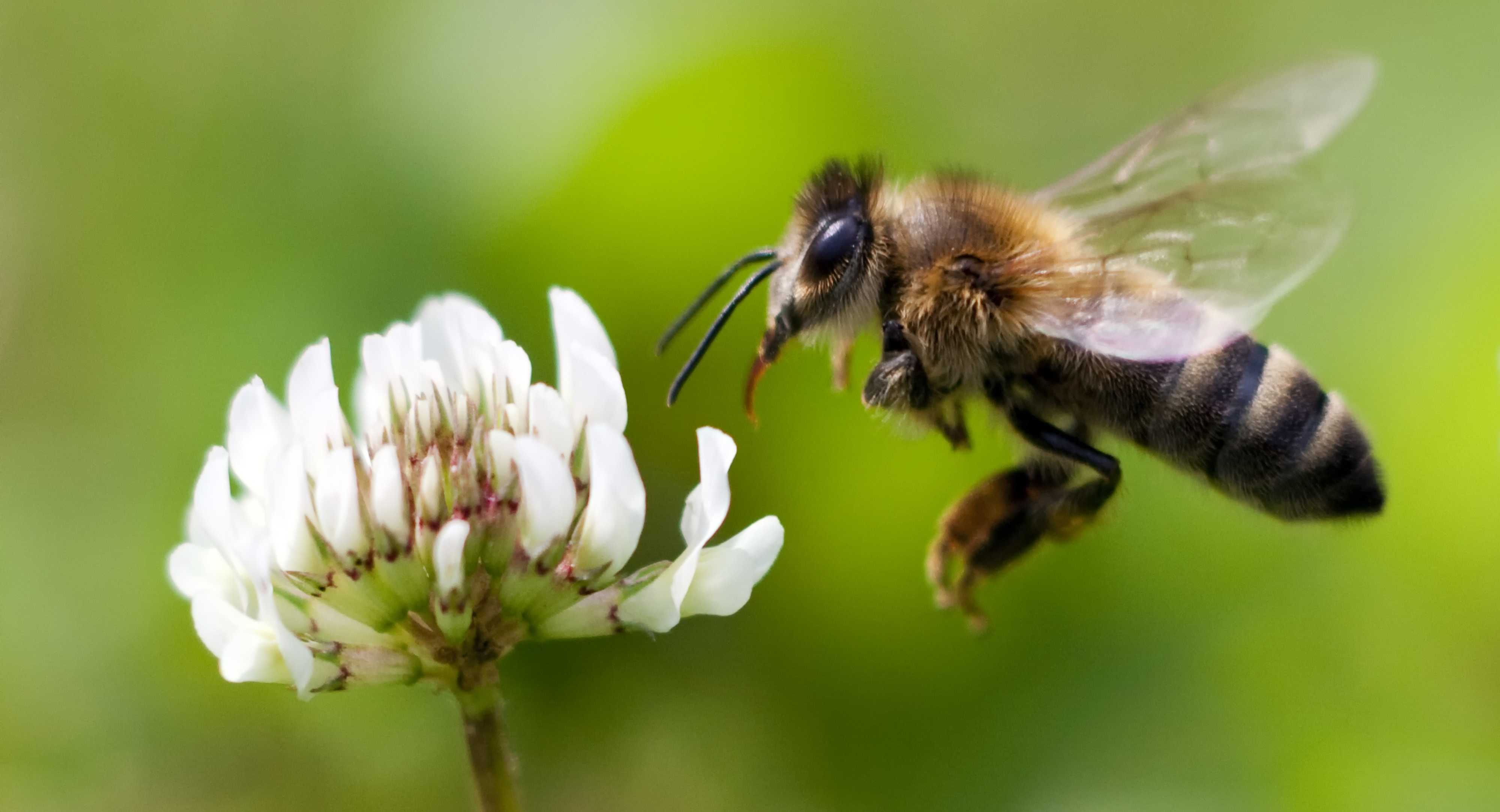 This is how to safely treat a bee sting