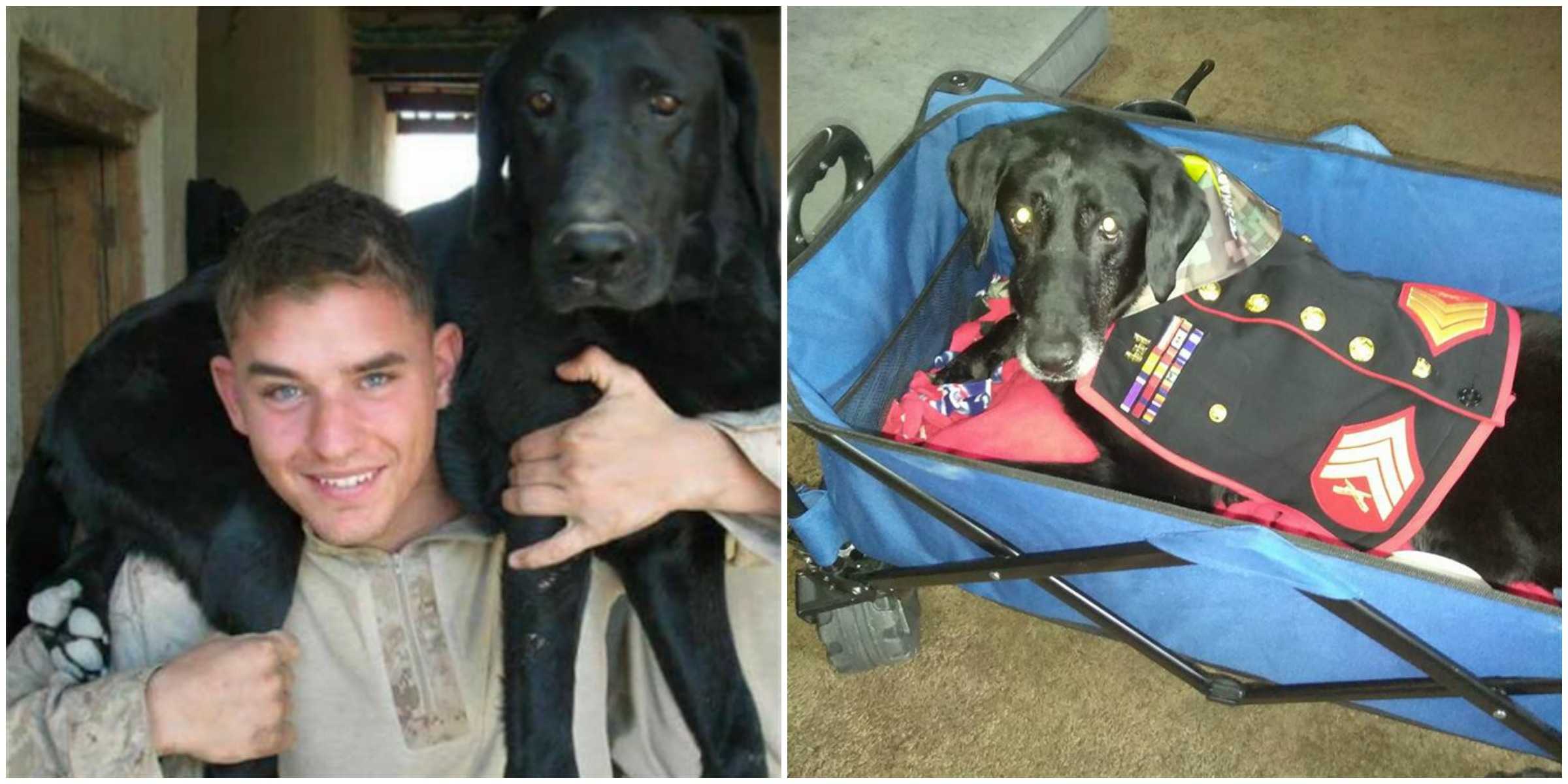 Heartbroken veteran creates bucket list for his dying combat dog