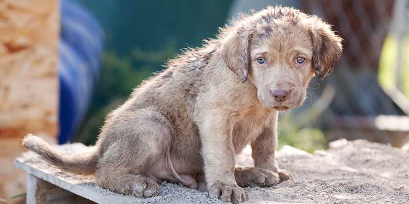 Animal abusers now need to register like sex offenders in some states