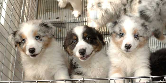 Bacterial outbreak linked to Petland puppies sickens dozens of people