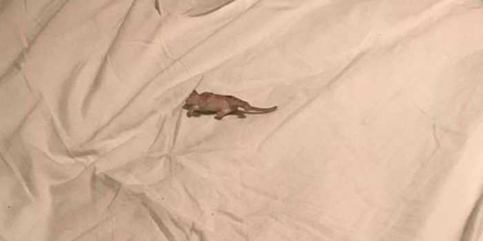 Mom finds 'mouse' in her son's bed and the internet can't stop laughing