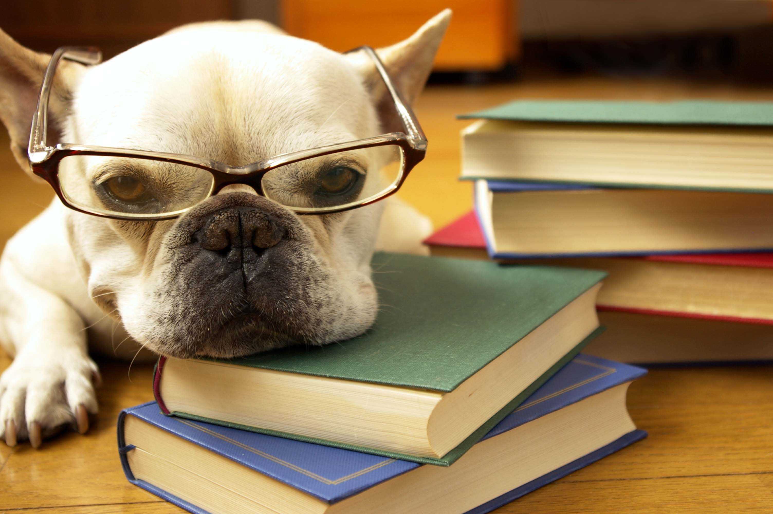 Clever dog. Интеллигентные собаки. Самые умные животные с рождения. Dog studying. Dog is studying.