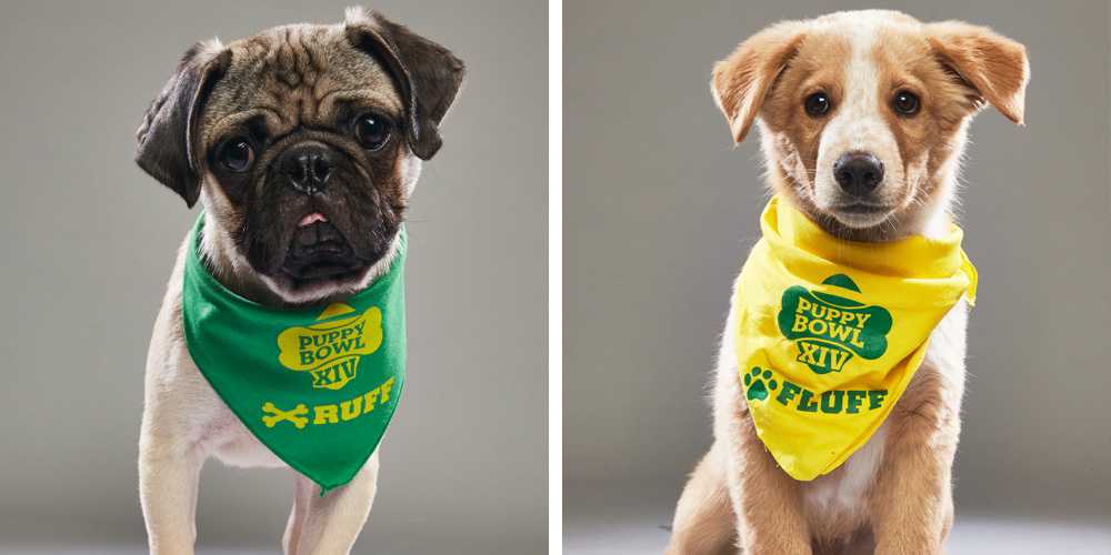 The Puppy Bowl 2018 starting lineup is here (and seriously adorable)