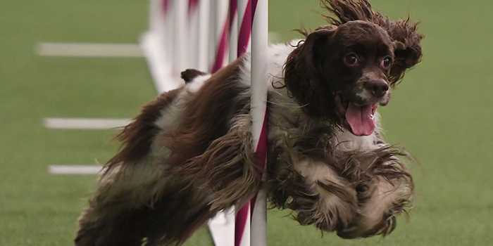 17 hilarious photos from the Westminster Kennel Club Dog Show