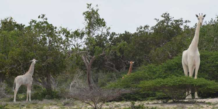 Rare white giraffes have been spotted in Kenya