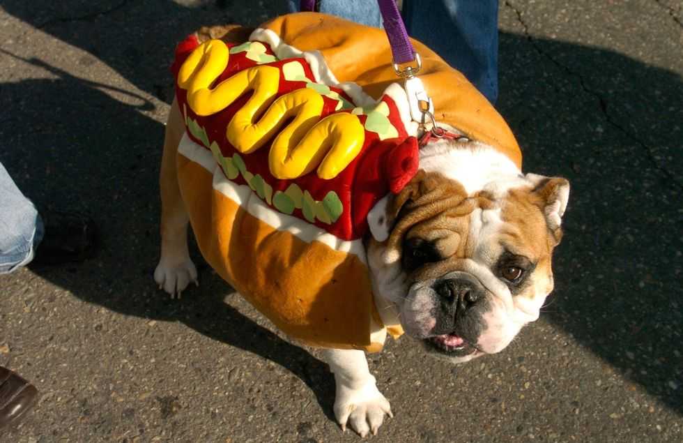 Adorable Halloween costume ideas for your dog