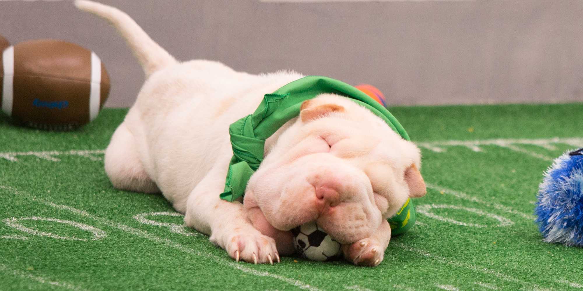 30 unbearably cute behind-the-scenes photos from the Puppy Bowl