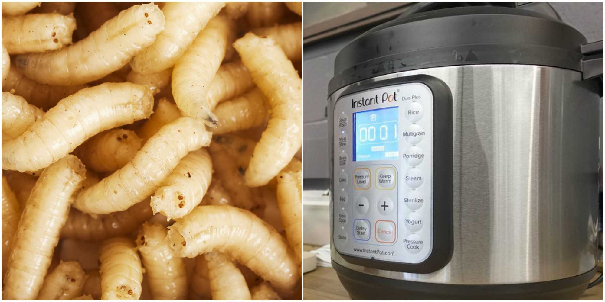 There could be maggots growing in your Instant Pot if you're not cleaning it right