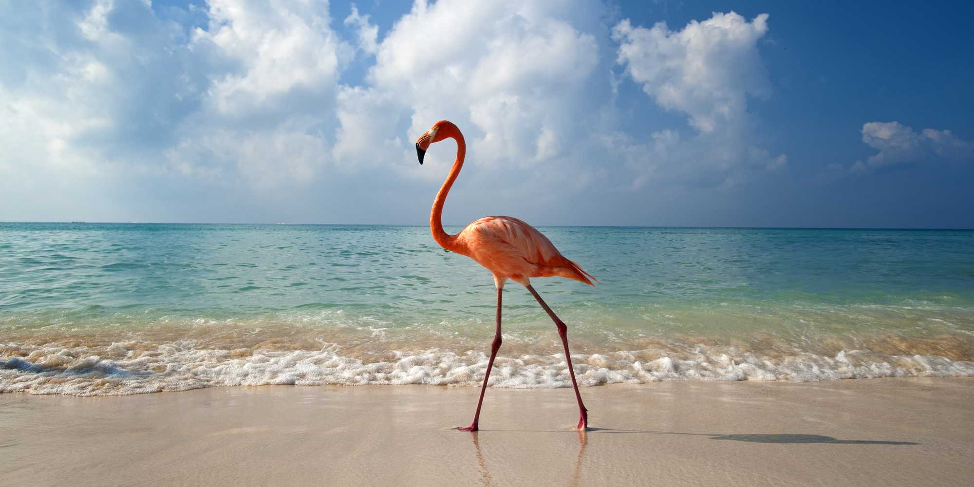 There's a job that will pay you to hang out with flamingos in the Bahamas