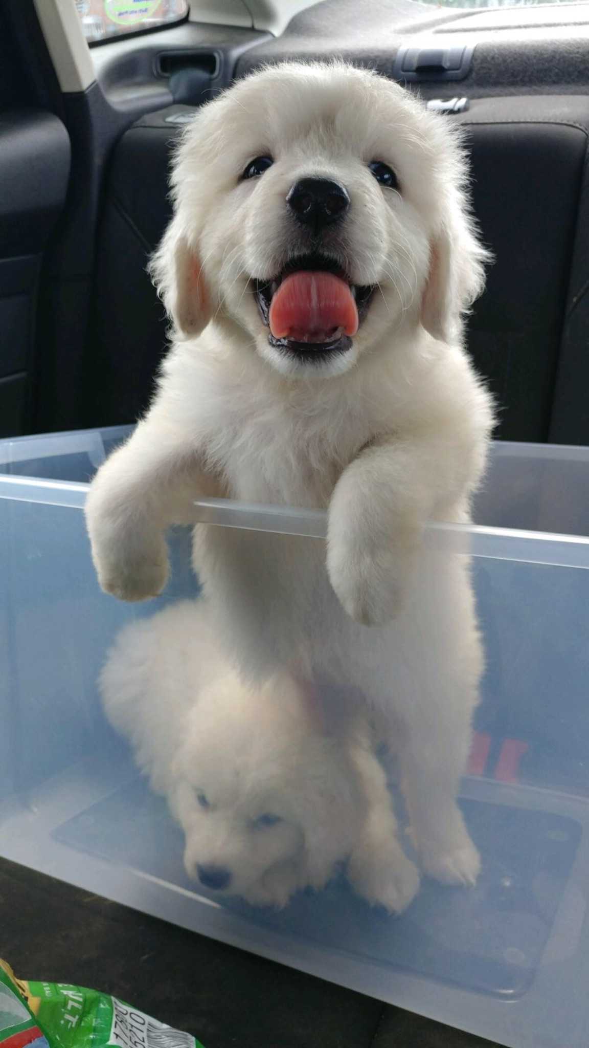 This adorable dog was abandoned in a plastic container. Now, she’s in the Puppy Bowl.