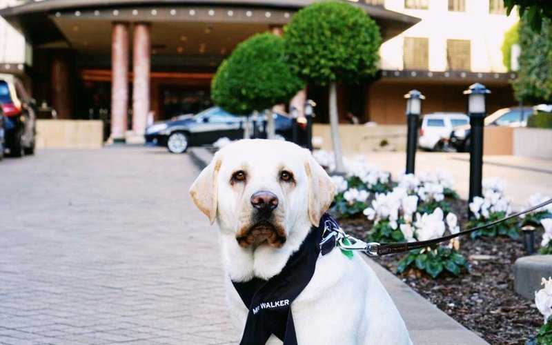 A hotel in Australia hired a concierge with four legs