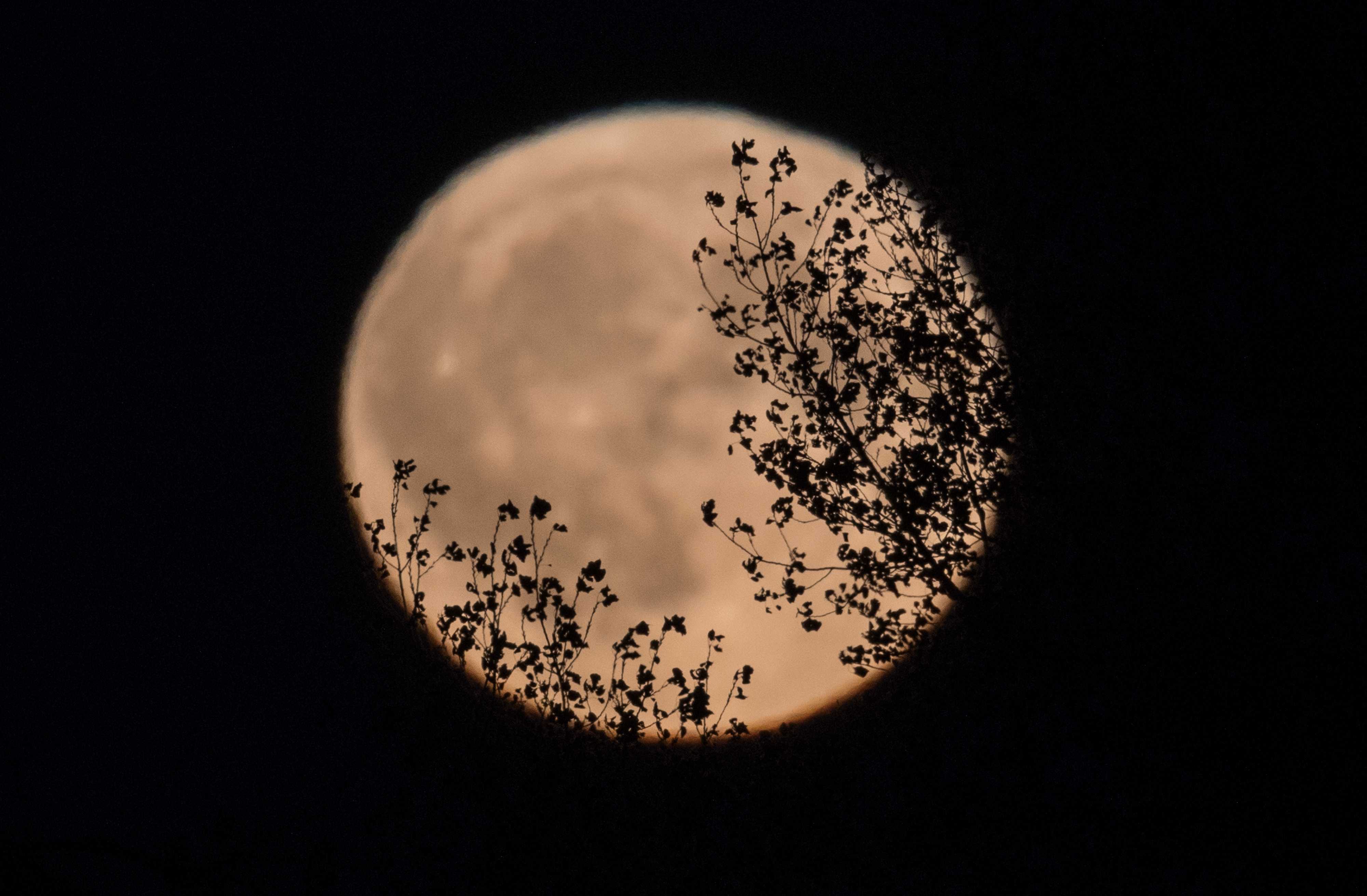 Look up! A stunning harvest moon starts tonight