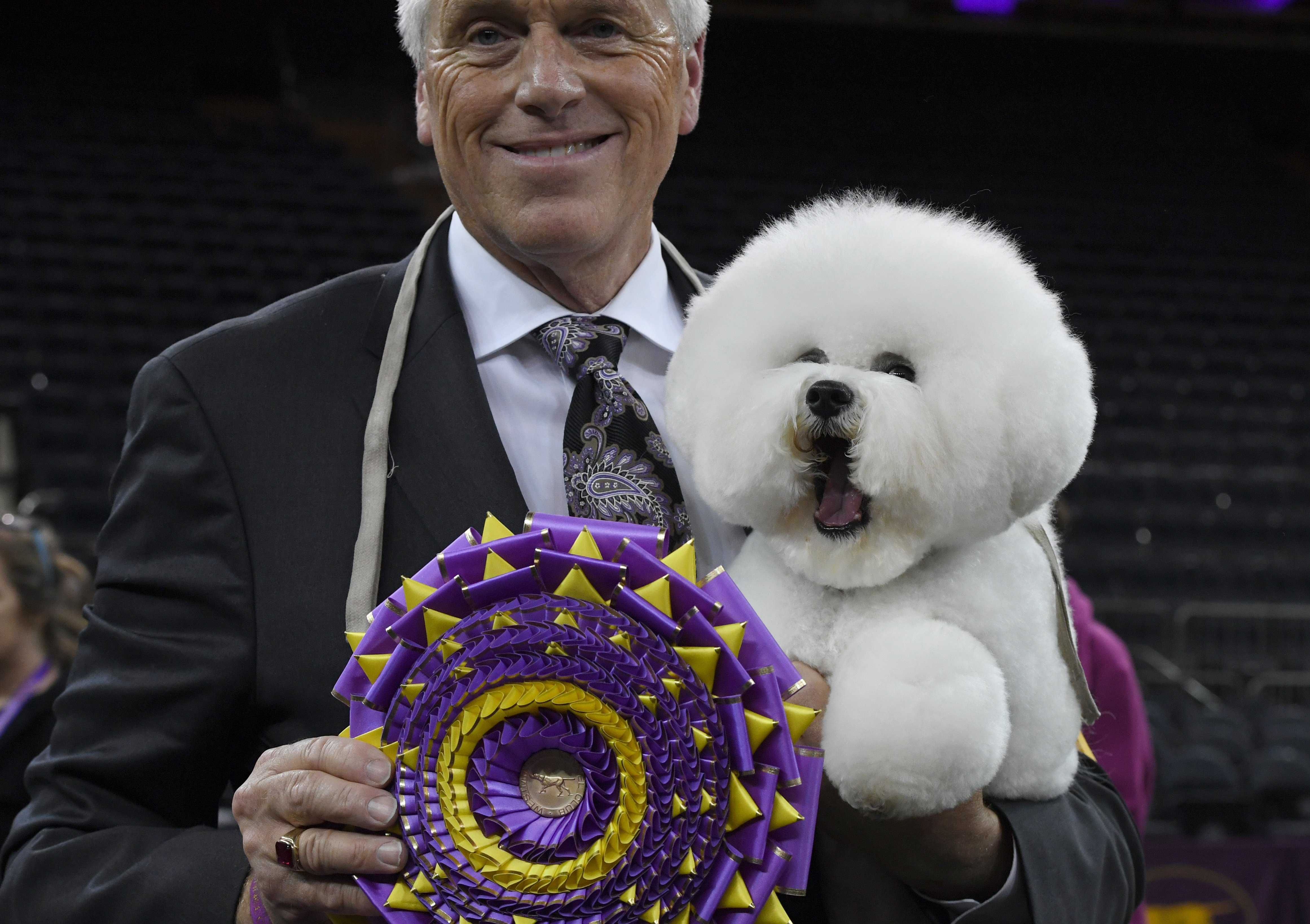 Look at the fluffy bichon frise who just won the Westminster Dog Show