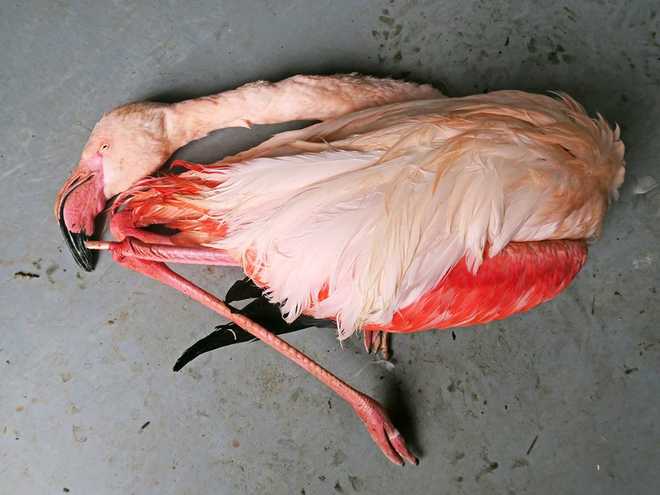 zoo-flamingo-1489665452.jpg