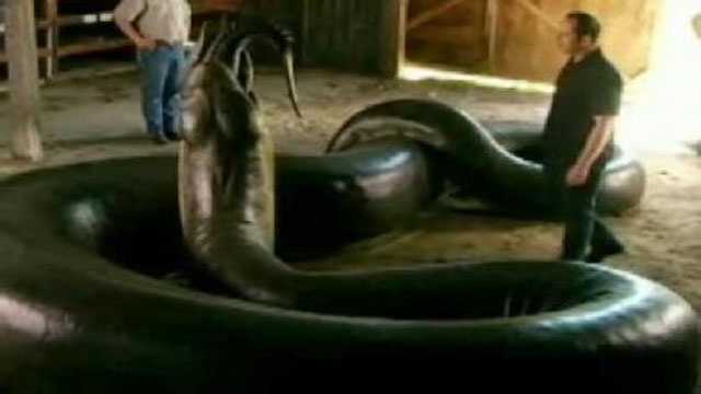 Researcher gives giant snake new life