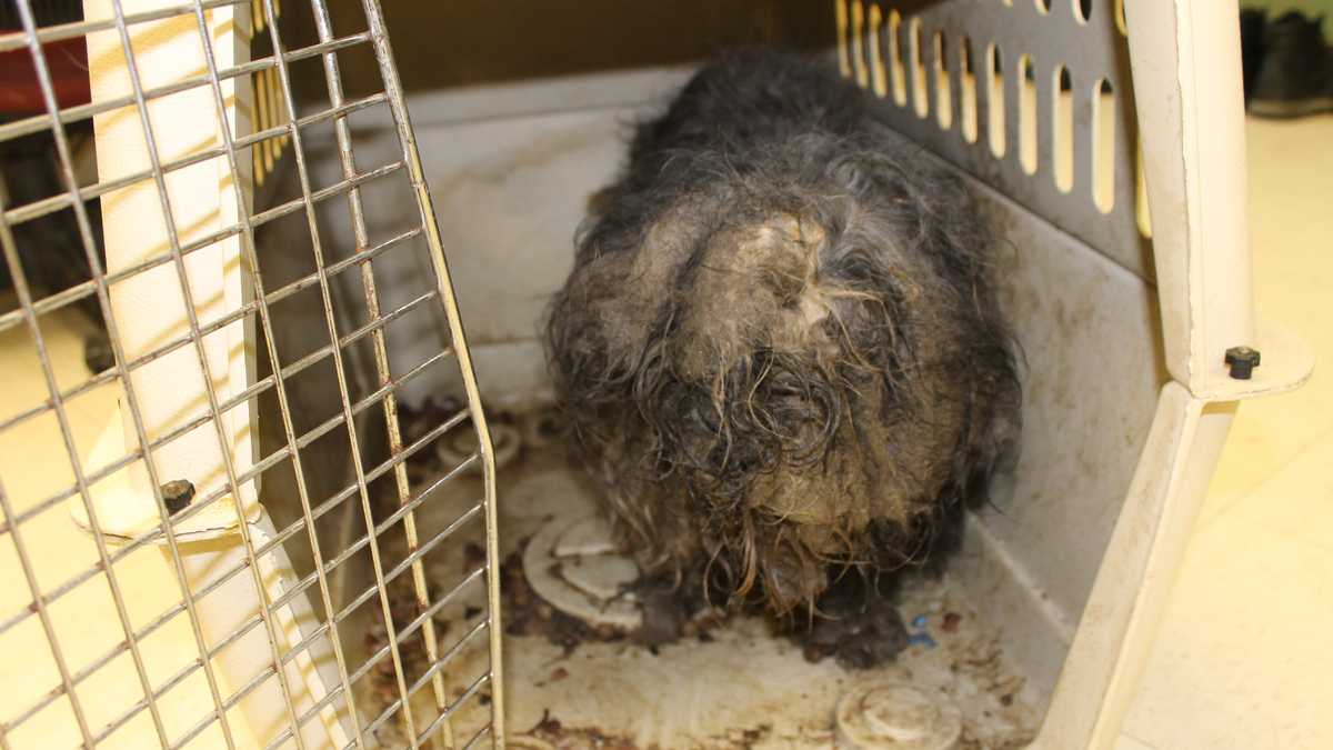 Abandoned dog found with fleas, roach nests in matted fur