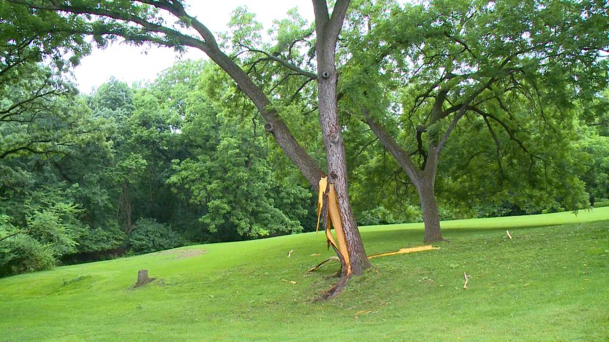 Tree Explodes In Lightning Strike 