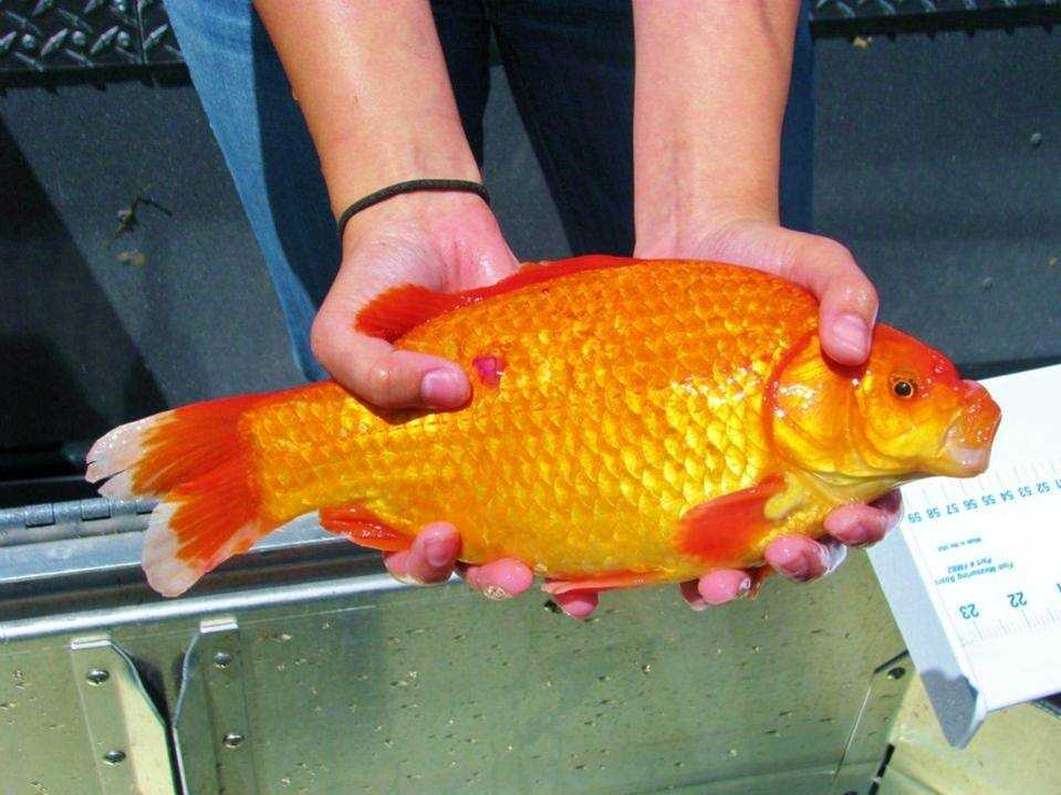 monster gold fish