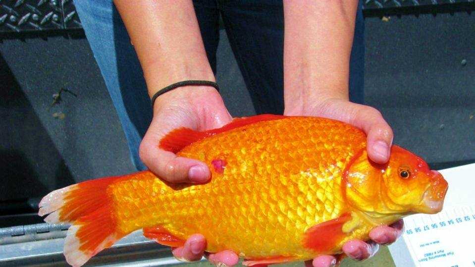 Photos: Super-sized goldfish invade Lake Tahoe